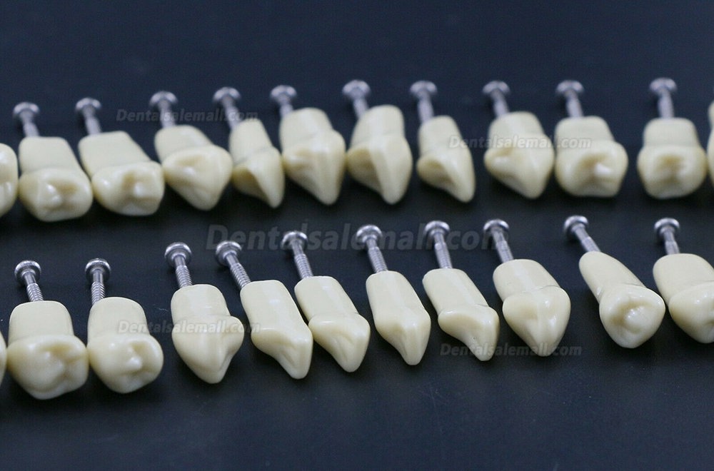 Dental Typodont Restorative Standard Simulation Model with 32PCS Removable Teeth Compatible Frasaco AG3